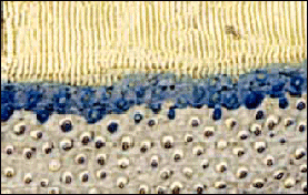 Dentin-Adhesive-interface